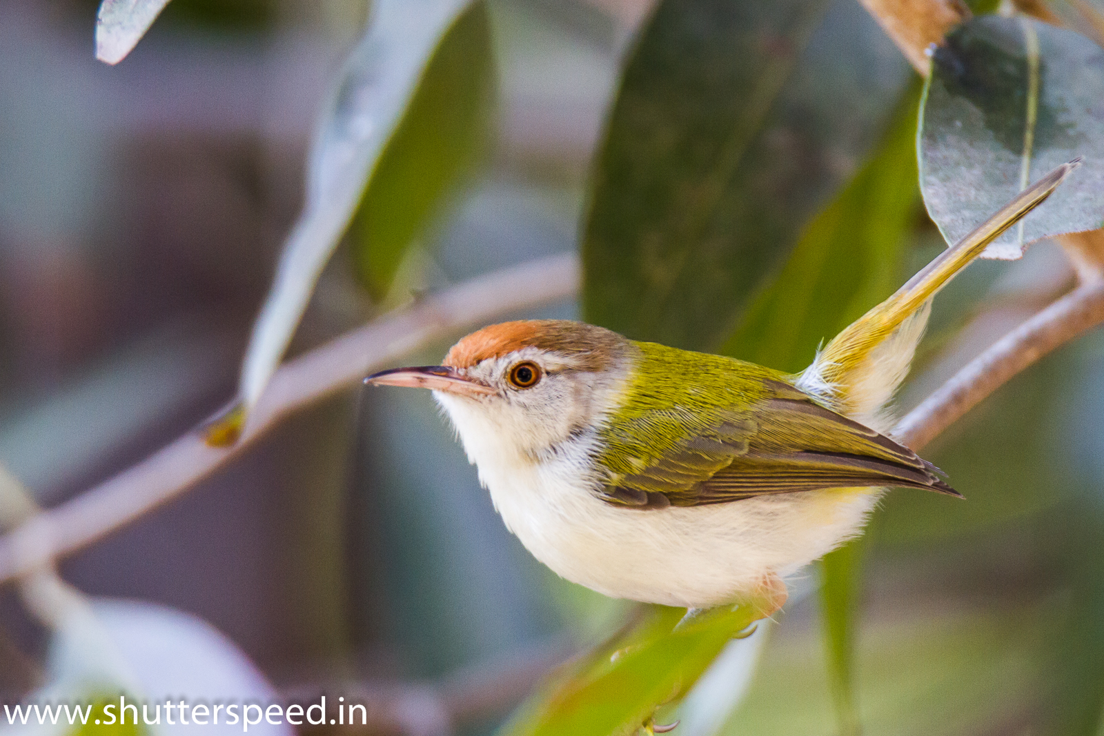 Common tailor Bird
